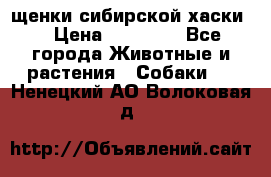 щенки сибирской хаски  › Цена ­ 10 000 - Все города Животные и растения » Собаки   . Ненецкий АО,Волоковая д.